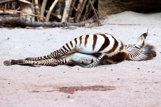 Böhm Zebra Nachwuchs Zoo Vivarium Darmstadt 2020