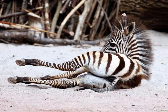 Böhm Zebra Nachwuchs Zoo Vivarium Darmstadt 2020