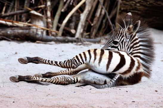 Böhm-Zebra Zoo Vivarium Darmstadt 2020