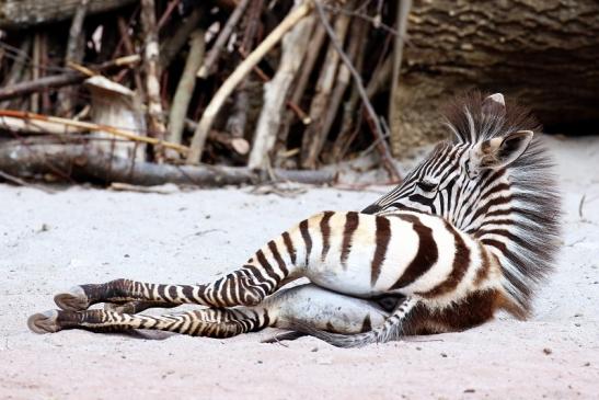 Böhm Zebra Nachwuchs Zoo Vivarium Darmstadt 2020