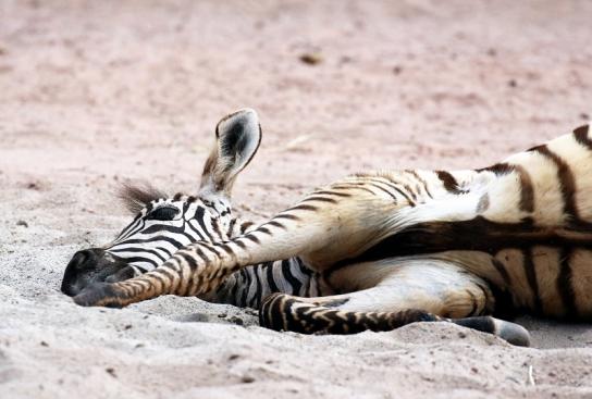 Böhm-Zebra Zoo Vivarium Darmstadt 2020