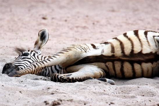 Böhm-Zebra Zoo Vivarium Darmstadt 2020