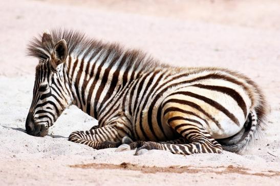 Böhm-Zebra Zoo Vivarium Darmstadt 2020