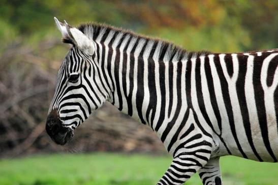 Böhm-Zebra Opel Zoo Kronberg 2014