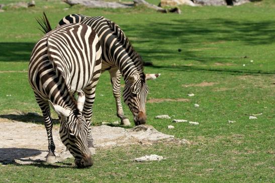 Böhm-Zebra Opel Zoo Kronberg 2015