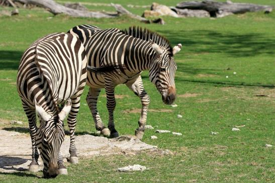 Böhm-Zebra Opel Zoo Kronberg 2015