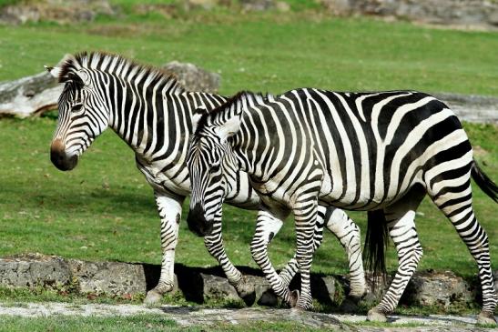 Böhm-Zebra Opel Zoo Kronberg 2017