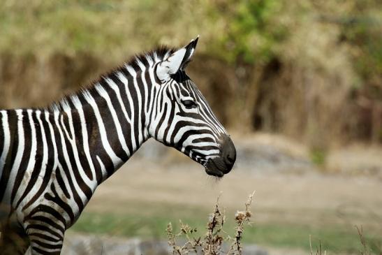 Böhm-Zebra Opel Zoo Kronberg 2018