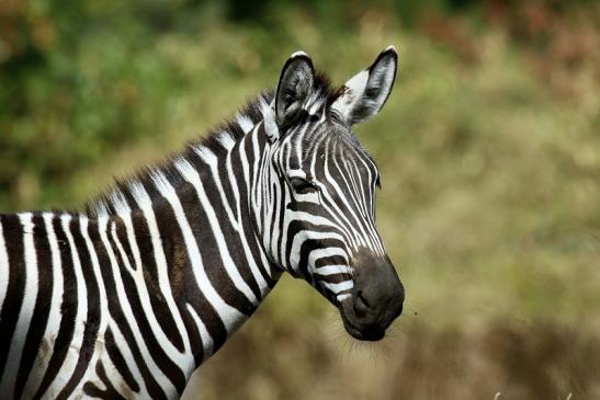 Böhm-Zebra Opel Zoo Kronberg 2018