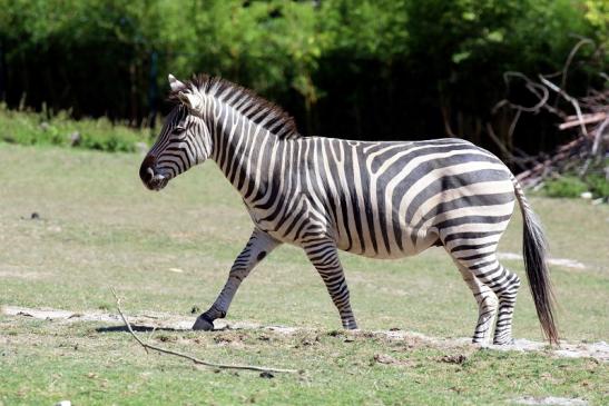 Böhm-Zebra Opel Zoo Kronberg 2019