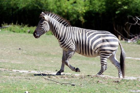 Böhm-Zebra Opel Zoo Kronberg 2019