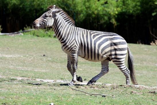 Böhm-Zebra Opel Zoo Kronberg 2019