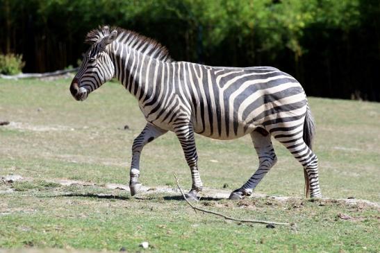 Böhm-Zebra Opel Zoo Kronberg 2019