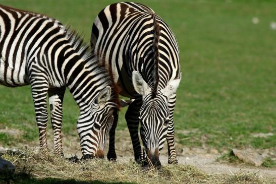 Böhm-Zebra Opel Zoo Kronberg 2016