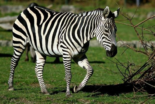 Böhm-Zebra Opel Zoo Kronberg 2016