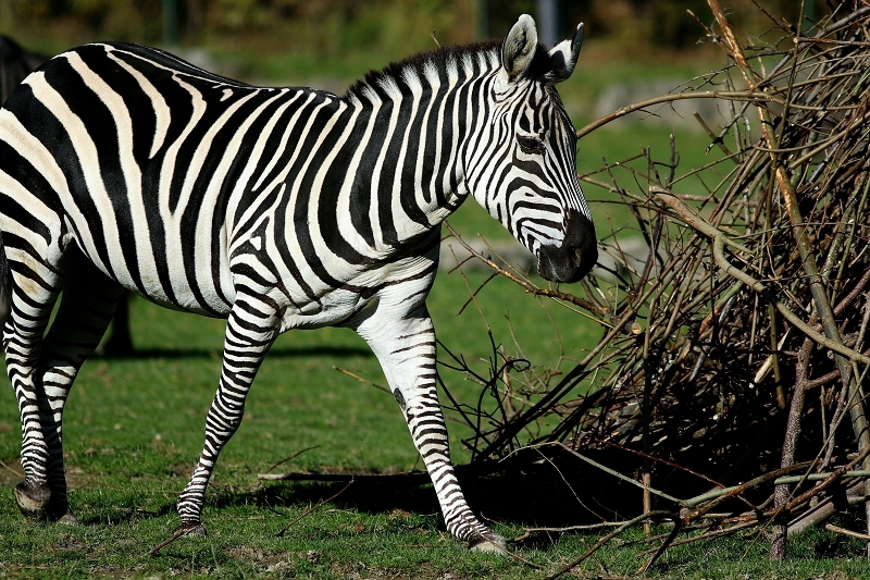 Böhm-Zebra Opel Zoo Kronberg 2016