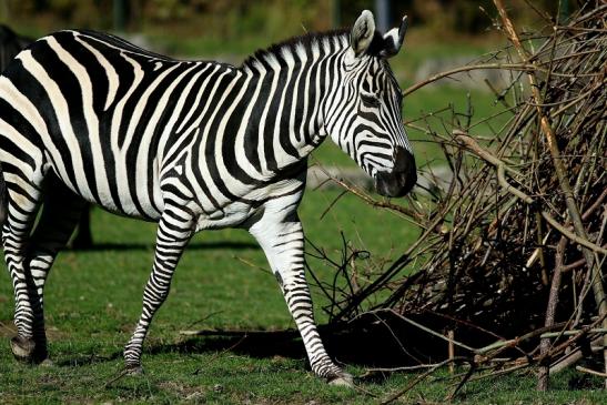 Böhm-Zebra Opel Zoo Kronberg 2016