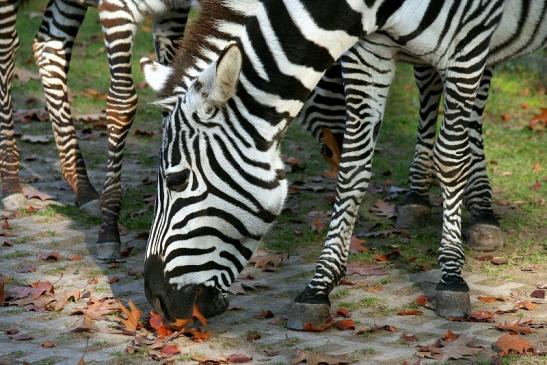 Böhm-Zebra Zoo Vivarium Darmstadt 2012