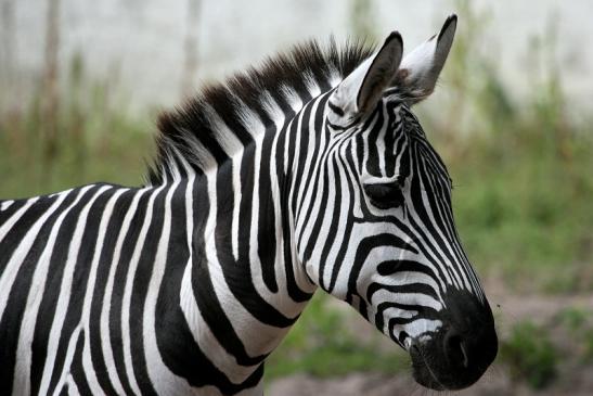 Böhm-Zebra Zoo Vivarium Darmstadt 2012