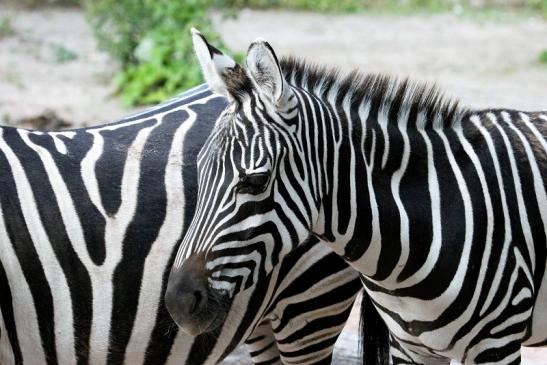 Böhm-Zebra Zoo Vivarium Darmstadt 2013