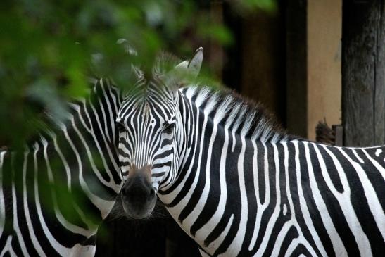 Böhm-Zebra Zoo Vivarium Darmstadt 2013