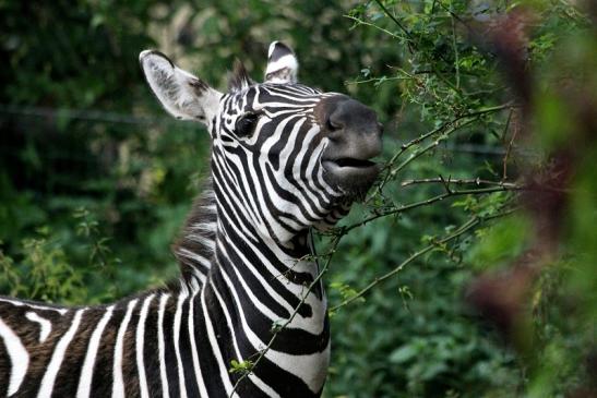 Böhm-Zebra Zoo Vivarium Darmstadt 2013