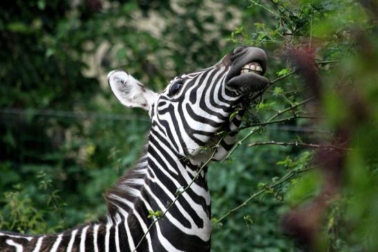 Böhm-Zebra Zoo Vivarium Darmstadt 2013