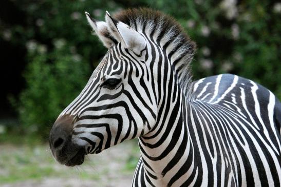 Böhm-Zebra Zoo Vivarium Darmstadt 2013