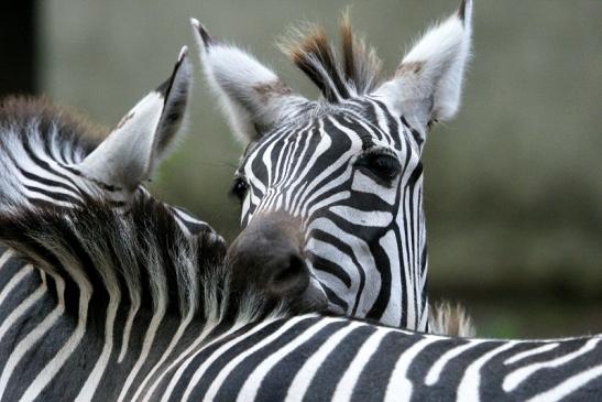 Böhm-Zebra Zoo Vivarium Darmstadt 2013