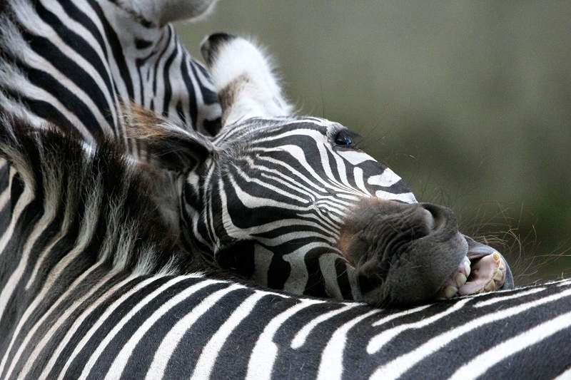 Böhm-Zebra Zoo Vivarium Darmstadt 2013