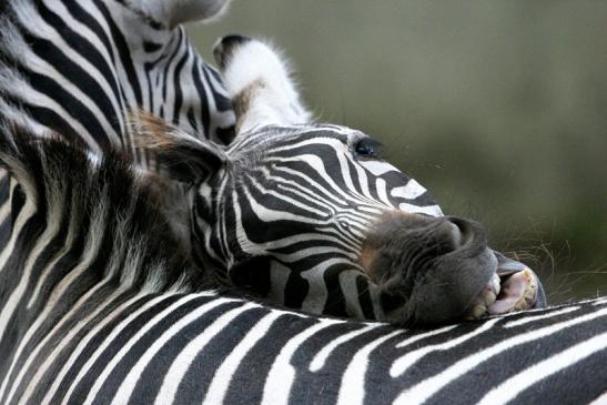 Böhm-Zebra Zoo Vivarium Darmstadt 2013