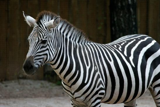 Böhm-Zebra Zoo Vivarium Darmstadt 2013