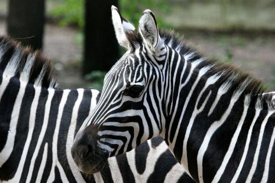 Böhm-Zebra Zoo Vivarium Darmstadt 2013