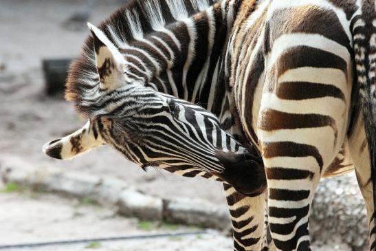 Böhm-Zebra Zoo Vivarium Darmstadt 2014