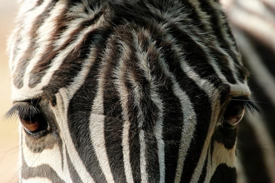 Böhm-Zebra Zoo Vivarium Darmstadt 2014