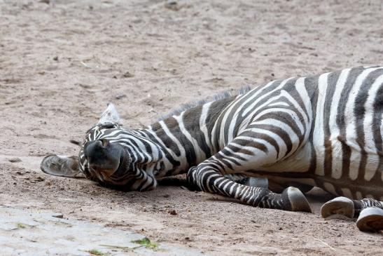 Böhm-Zebra Zoo Vivarium Darmstadt 2016