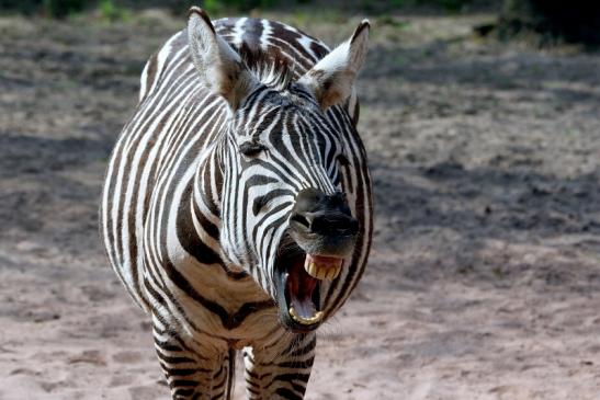 Böhm-Zebra Zoo Vivarium Darmstadt 2016