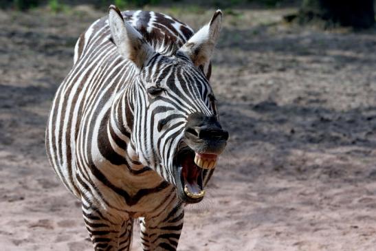 Böhm-Zebra Zoo Vivarium Darmstadt 2016