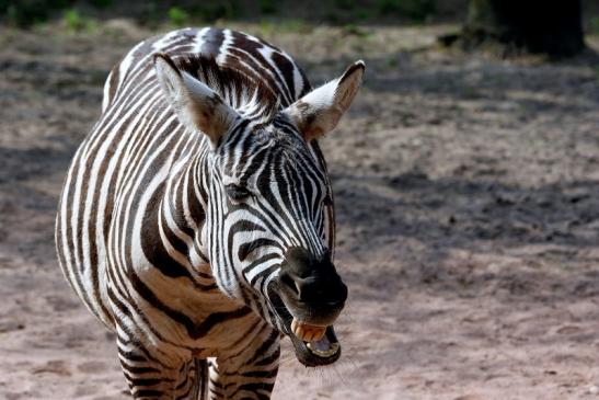 Böhm-Zebra Zoo Vivarium Darmstadt 2016