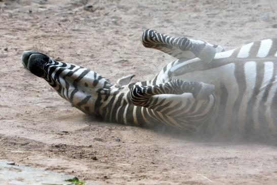 Böhm-Zebra Zoo Vivarium Darmstadt 2016