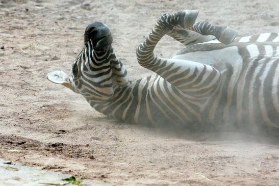 Böhm-Zebra Zoo Vivarium Darmstadt 2016