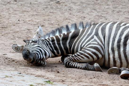 Böhm-Zebra Zoo Vivarium Darmstadt 2016