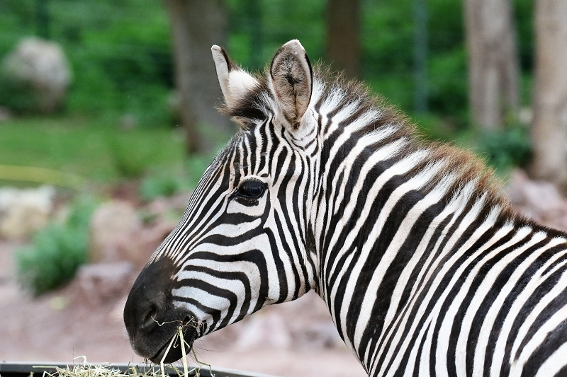 Böhm-Zebra Zoo Vivarium Darmstadt 2019