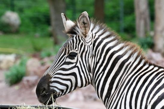 Böhm-Zebra Zoo Vivarium Darmstadt 2019