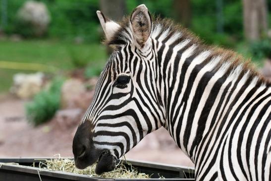Böhm-Zebra Zoo Vivarium Darmstadt 2019