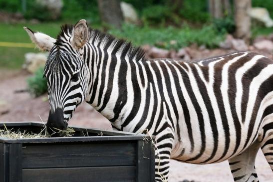 Böhm-Zebra Zoo Vivarium Darmstadt 2019