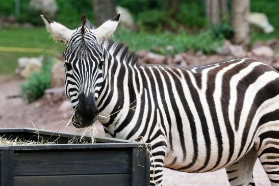 Böhm-Zebra Zoo Vivarium Darmstadt 2019