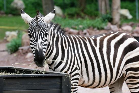 Böhm-Zebra Zoo Vivarium Darmstadt 2019