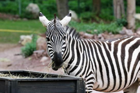 Böhm-Zebra Zoo Vivarium Darmstadt 2019