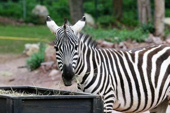 Böhm-Zebra Zoo Vivarium Darmstadt 2019